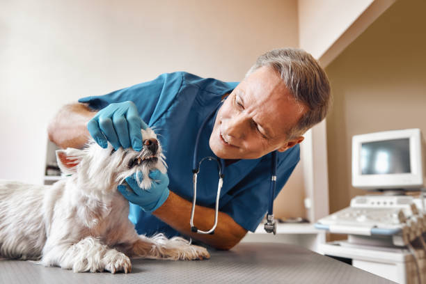 Best Emergency Dentist for Special Needs Patients in Petoskey, MI